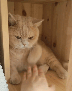 有这6种表现的猫咪，“智商”都很高，你家猫有吗？
