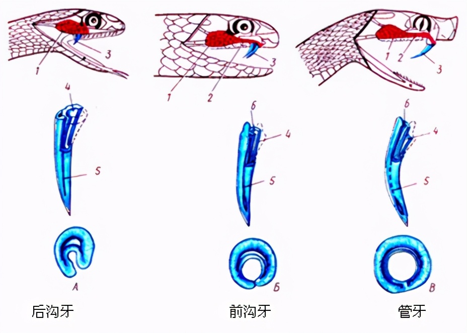 蛇怕雄黄吗 驱蛇最佳办法