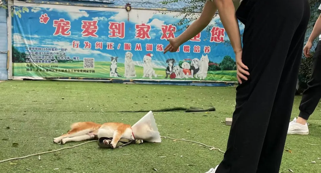 没孩子的年轻人，送宠物去上学