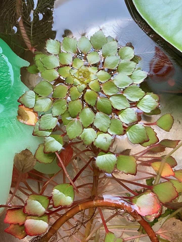 10种花太能喝水,一天一瓢水,7天爆满缸