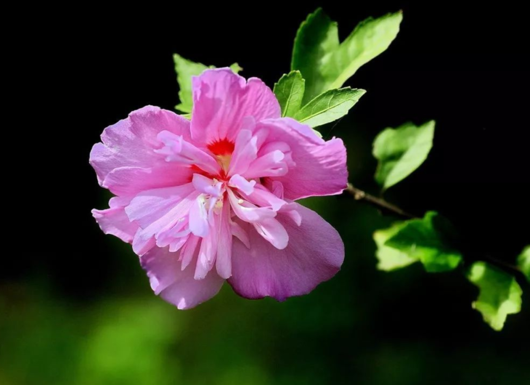 「诗词鉴赏」木槿花开，10首木槿花的诗词，朝花夕谢，转瞬即逝