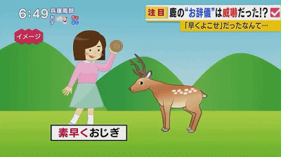 奈良小鹿一年伤了209人！8人骨折！原来鹿有这个反应是攻击的意思