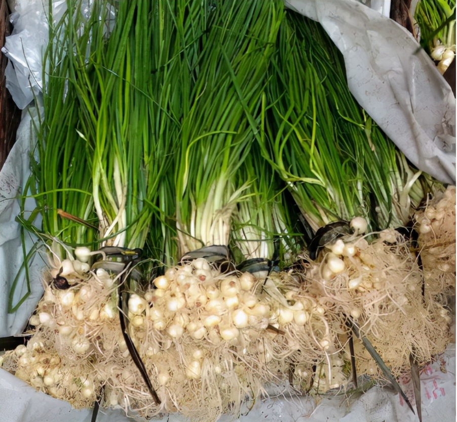 野大蒜图片(俗称) - 赤虎壹号