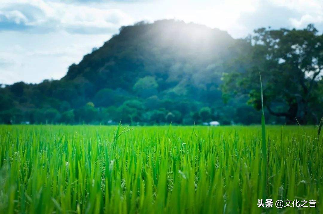 24节气 | 小满：梅子金黄杏子肥，麦花雪白菜花稀