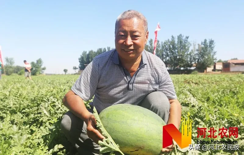 肥鄉“辛寨”西瓜打擂爭雄