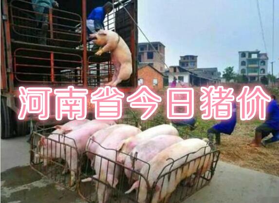 河南省今日猪价是多少钱一斤（河南省猪价今日涨跌表）