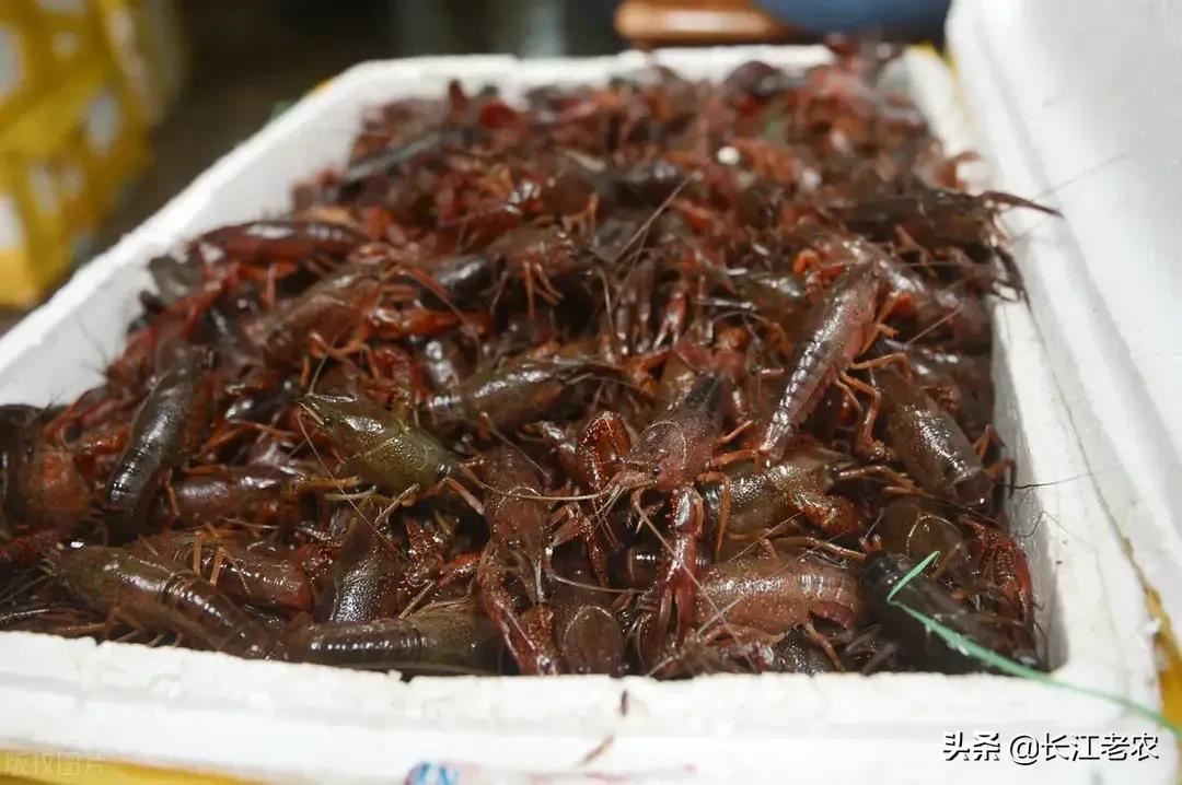 养殖龙虾需要什么条件 养殖龙虾前景如何