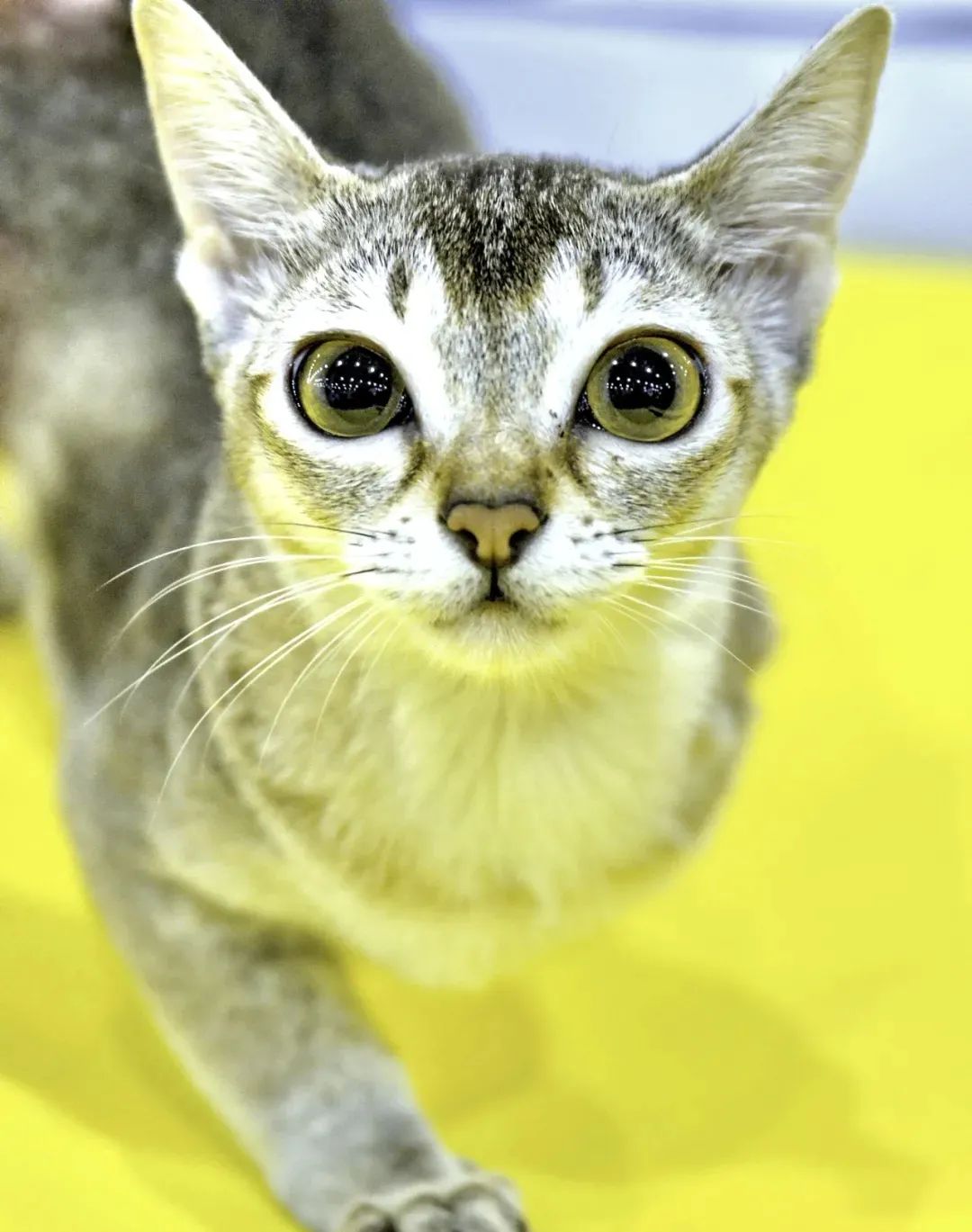 世界上最乖巧的10种猫咪，据说无人能抵挡住它们的温柔