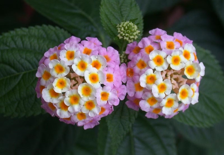 洋槐花有毒吗,洋槐花有毒吗能吃吗