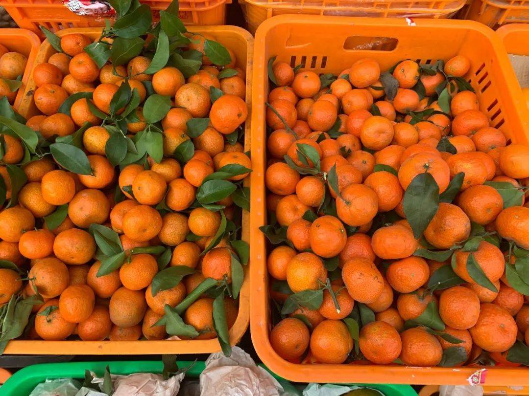砂糖橘越卖越便宜，死扛不卖的果农，这次可能真要后悔了