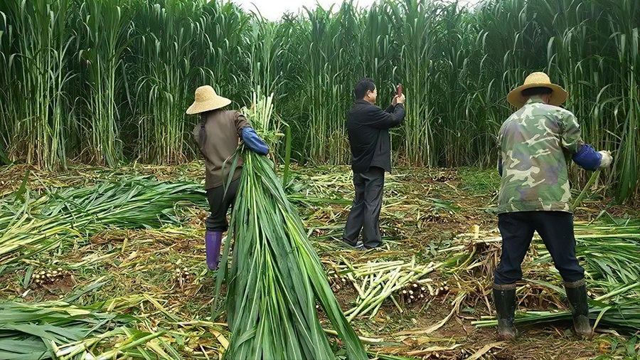 比人还高的草见过吗？巨菌草高8米亩产30吨，种一次连续收割15年