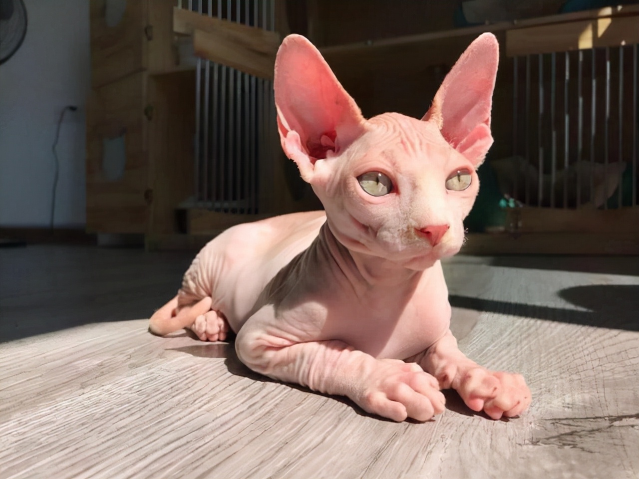 堪称“最懂事”的3种猫，养一只轻松又省心
