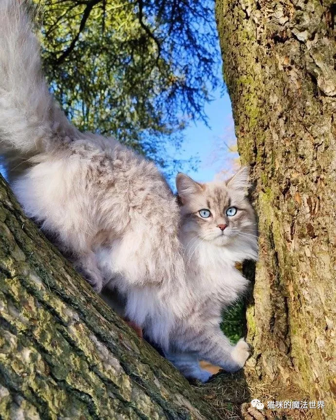 猫咪品种大盘点13:西伯利亚森林猫