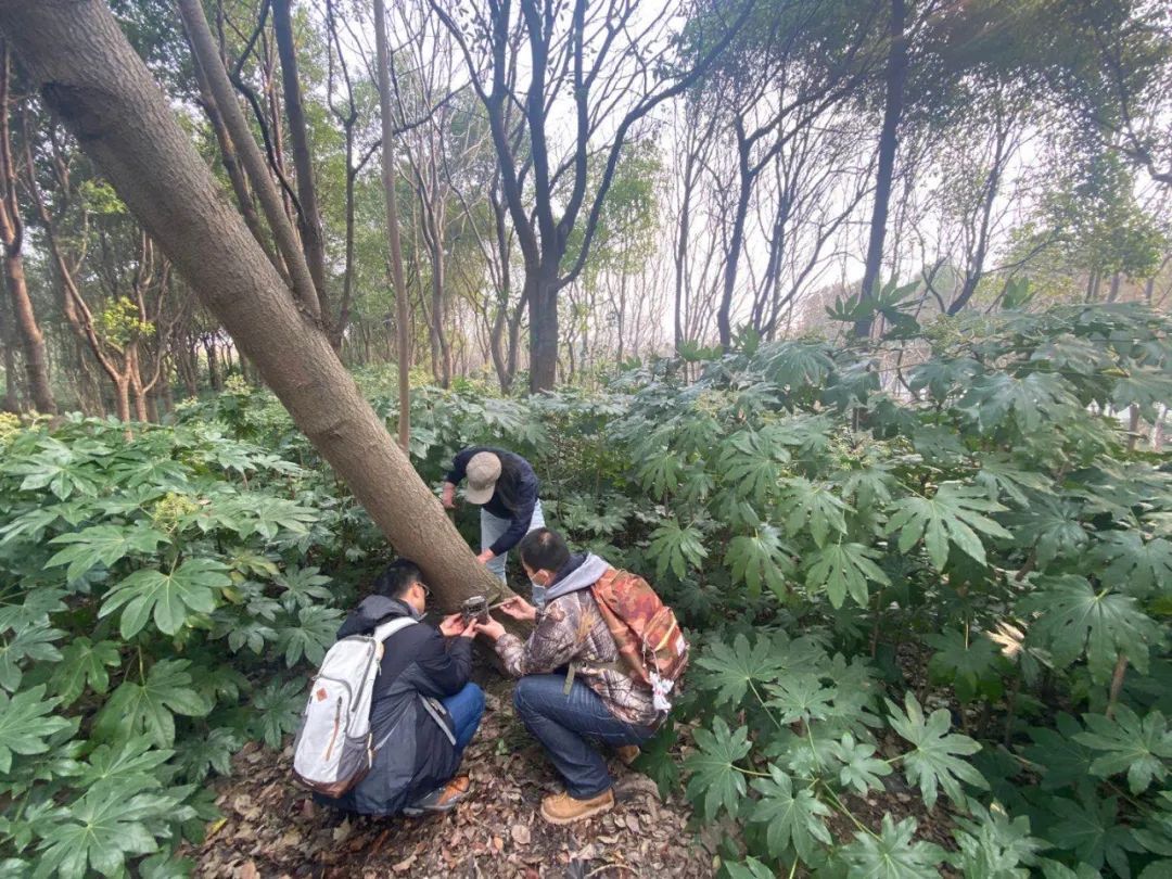 野生动物在城市的冒险之旅