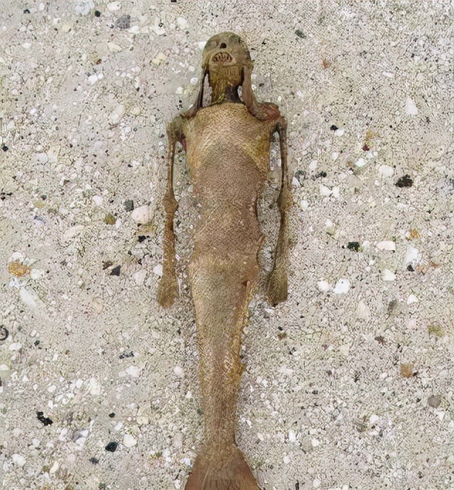 世界上有美人鱼吗 美国发现了一只活恐龙-经验帮