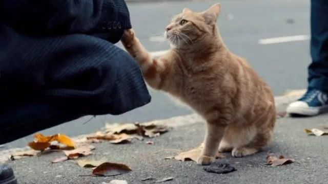 这些猫最“遭人嫌”，容易沦为流浪猫