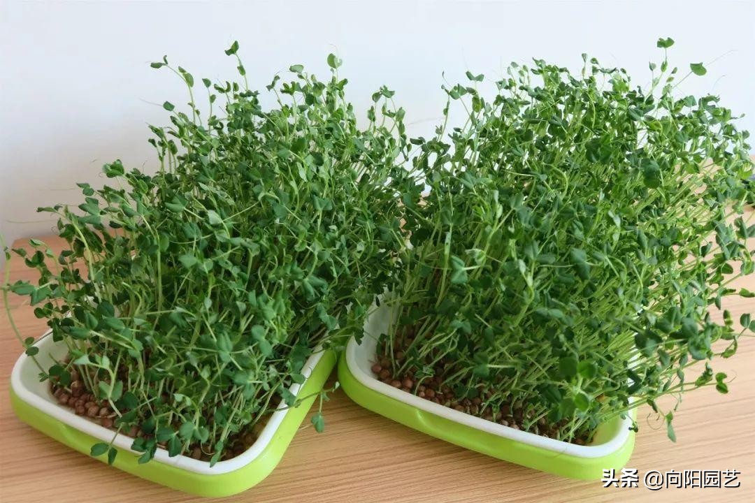 超市两块钱买把豆子，回家放盆里，倒点水，3天收获5斤豆芽