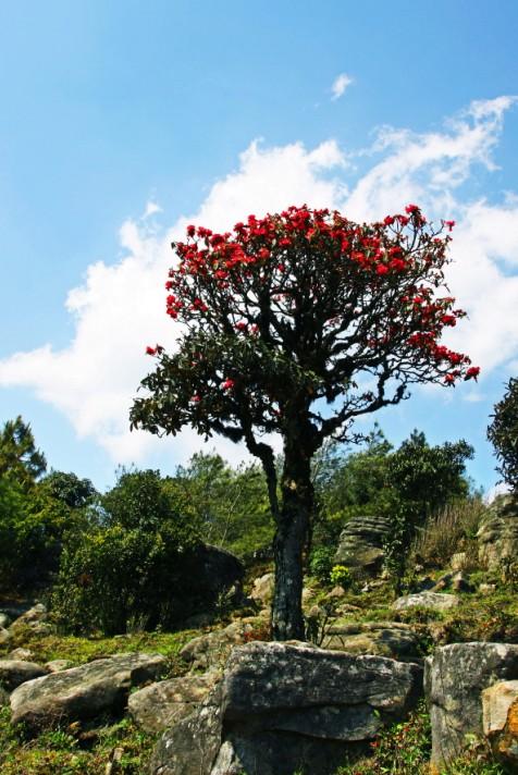 季羡林《马缨花》品鉴