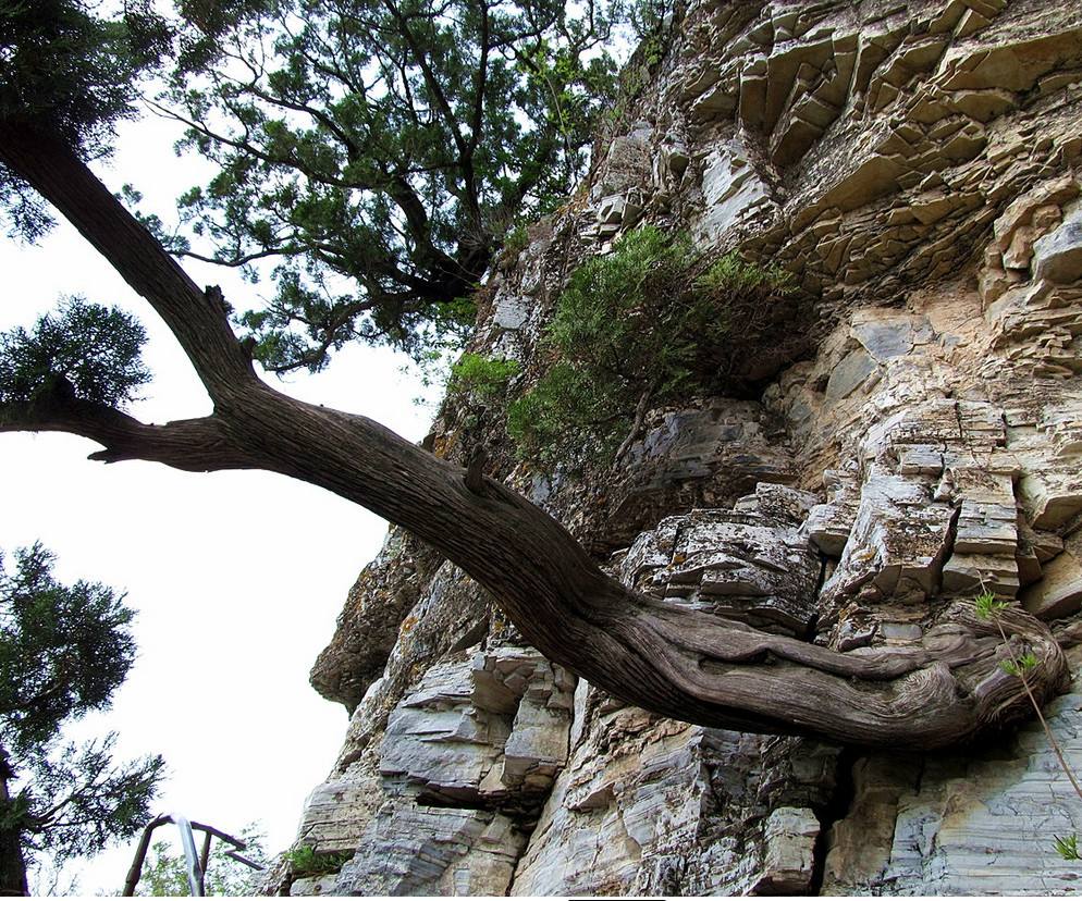 四川崖柏树图片及价格(动辄几十万上百万的崖柏) - 价格百科