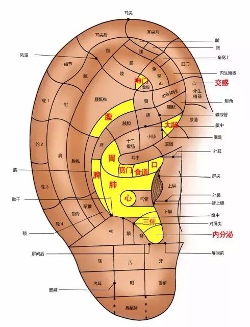 耳朵有91个穴位，每天揉几分钟，等于给全身做“养生操”！