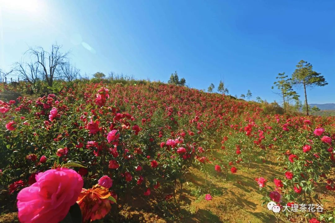 花的品种 不计其数云南大理茶花谷地处浴龙山兰草箐,紧邻满江茶厂,种