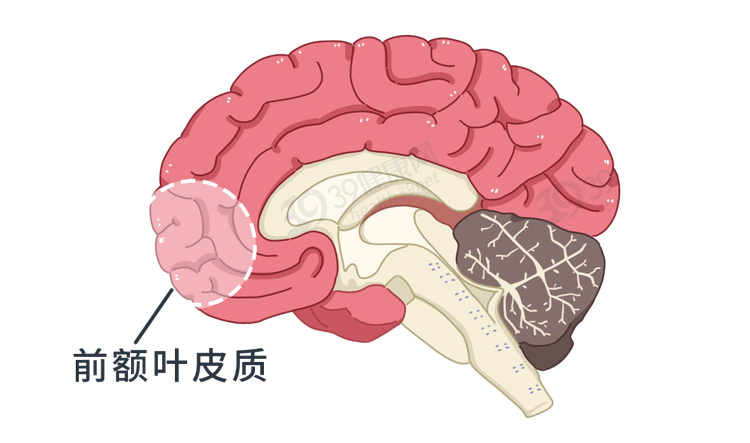 为什么男人会“好色”？科学解释：蛋蛋与大脑共享92%的蛋白质