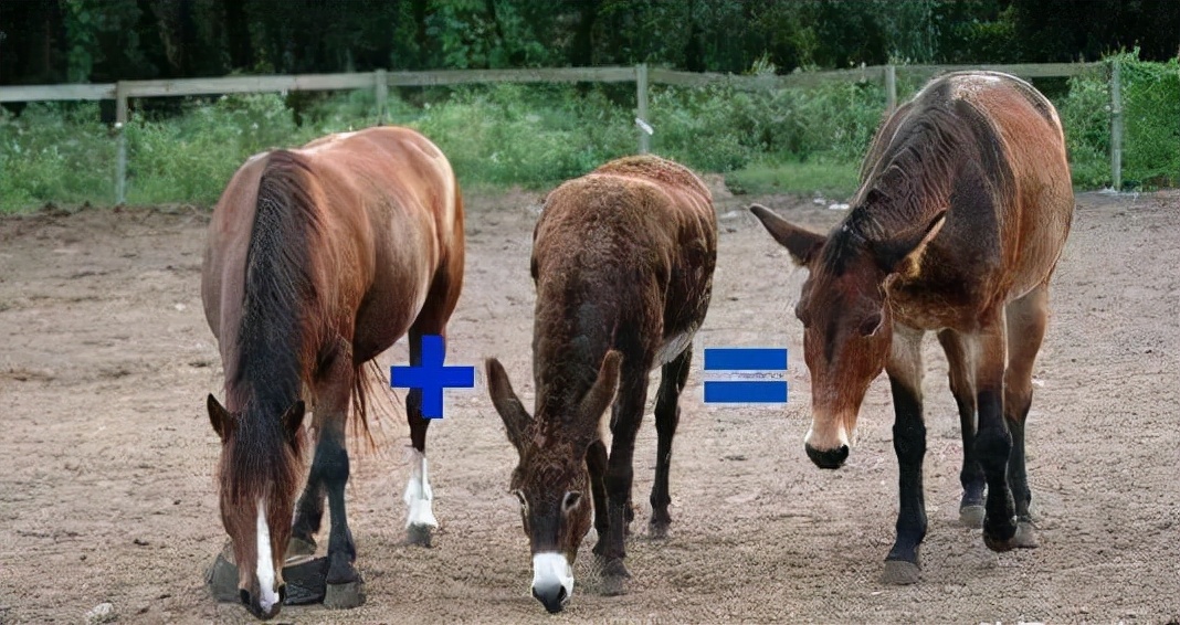 为什么骡子无法生育?看看马和驴都做了什么事,这次真是涨见识了