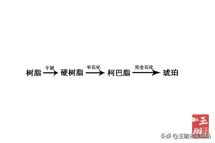 琥珀形成的过程是什么图片