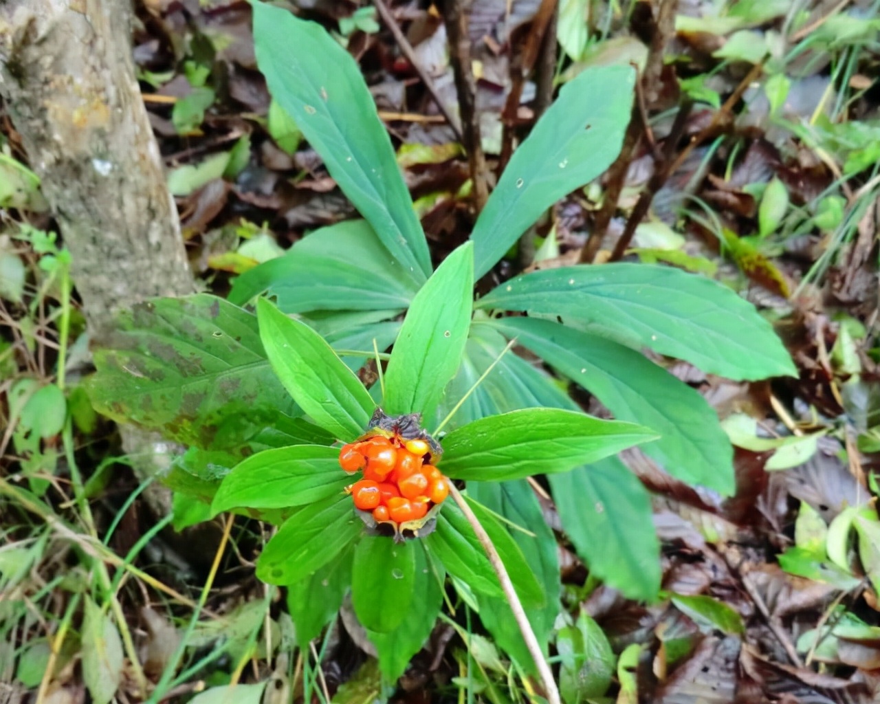 走进深山老林中，遍地珍贵野草，一种七叶一枝花，叶子却不止7片