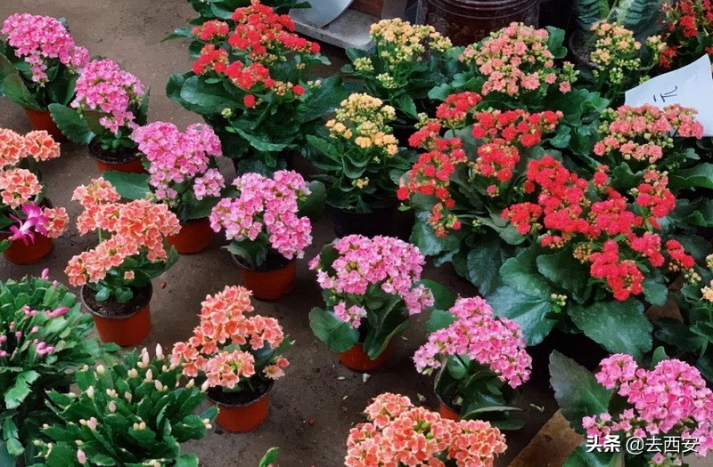 新春买花去哪里？十元能买一堆多肉植物，看看西安这6大花卉市场