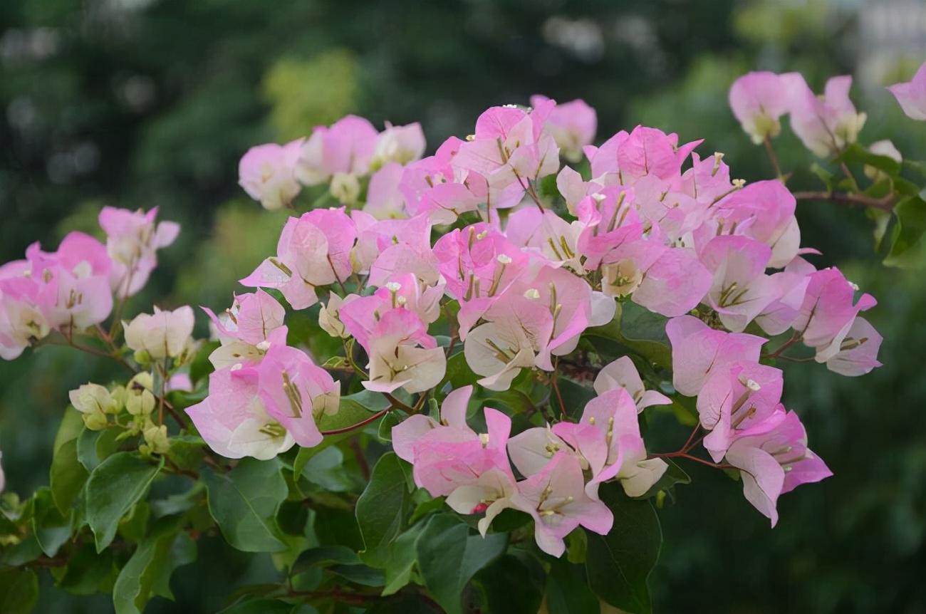 温室花卉大全（常见的温室花卉50种快来看看）