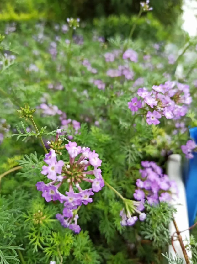 「原创诗词」阿茂 | 壮志野花成昨梦 半年岁事又峥嵘（诗词十首）