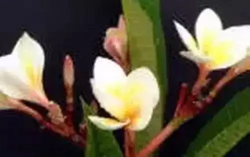 广州市市花是什么（全国56个城市的市花介绍）