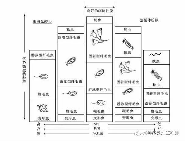 活性污泥微生物图鉴图片