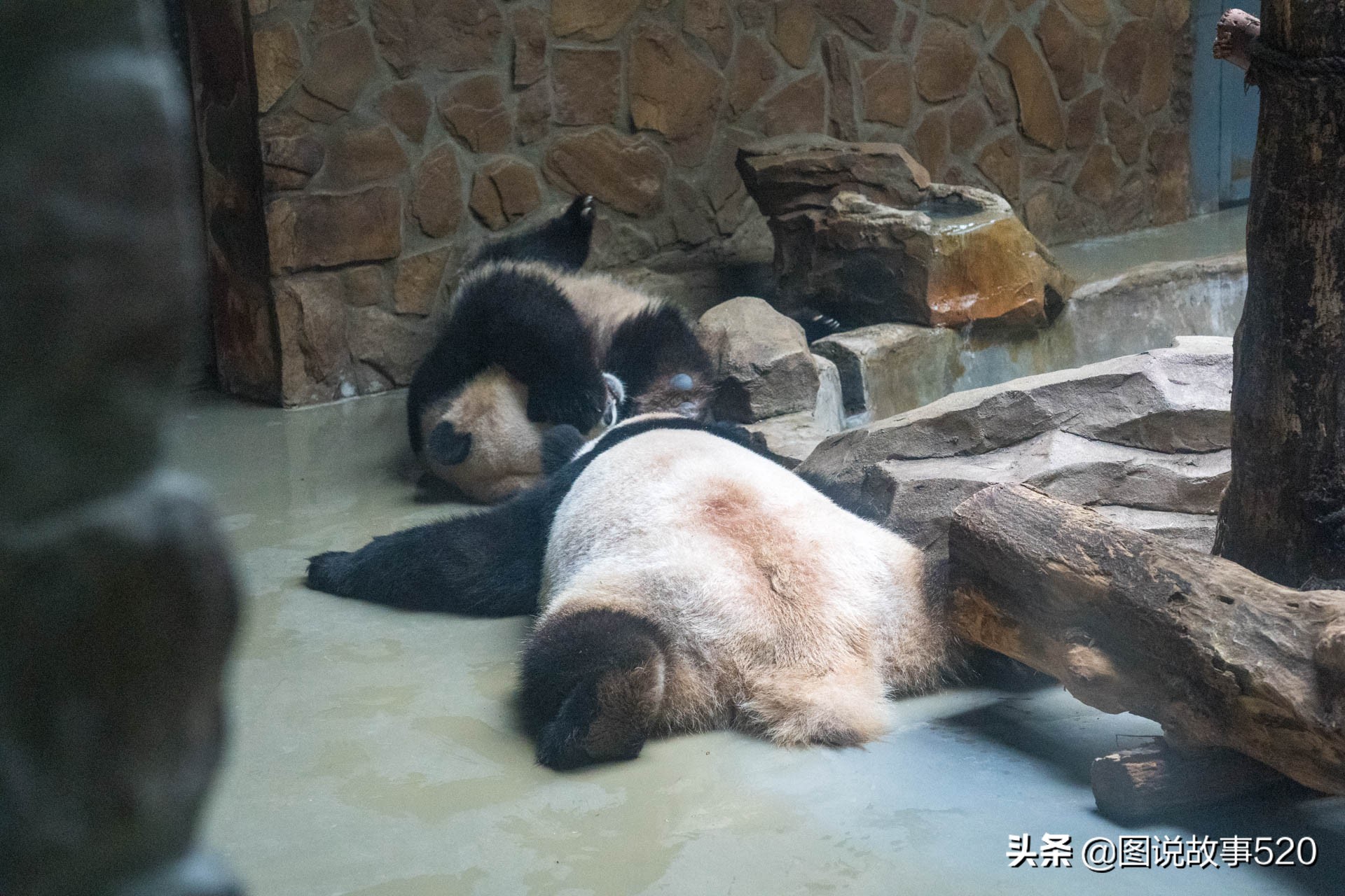 大熊猫的睡眠时间（大熊猫的睡眠时间一般是多少）-第6张图片-昕阳网