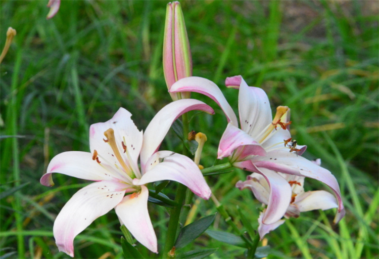 百合花语是什么意思？​​​​​​​百合花的花语及其寓意