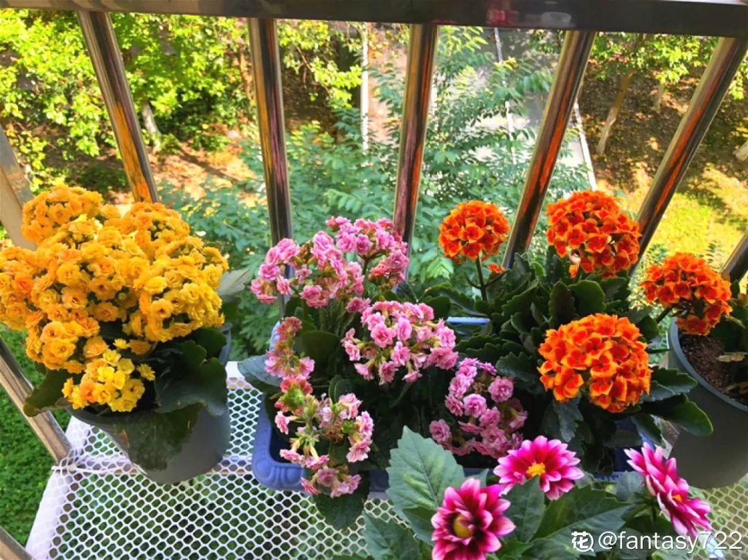 人養花，花也養人，這15種花，越養家裡越乾淨