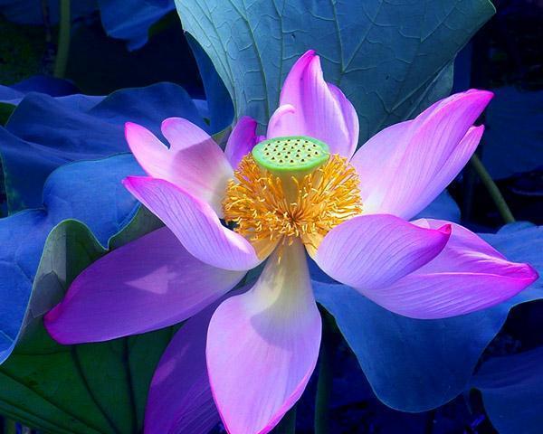 这十种花人人喜欢寓意好,不仅是传统,更是传承