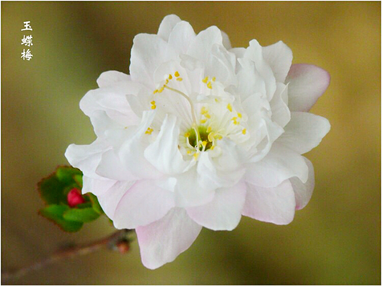 玉蝶梅花的特点（关于玉蝶梅花的图片解析）