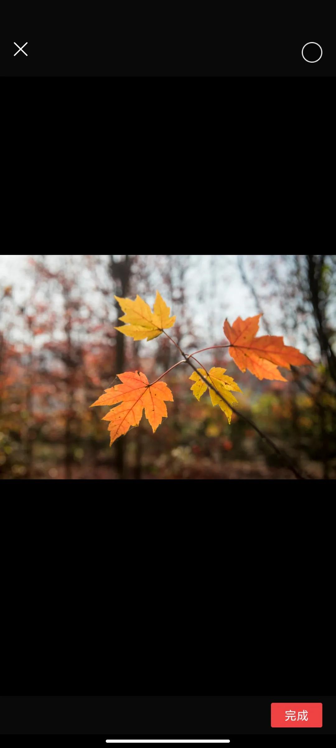 没有图片素材怎么办？教你一招，找到大量免费正版素材