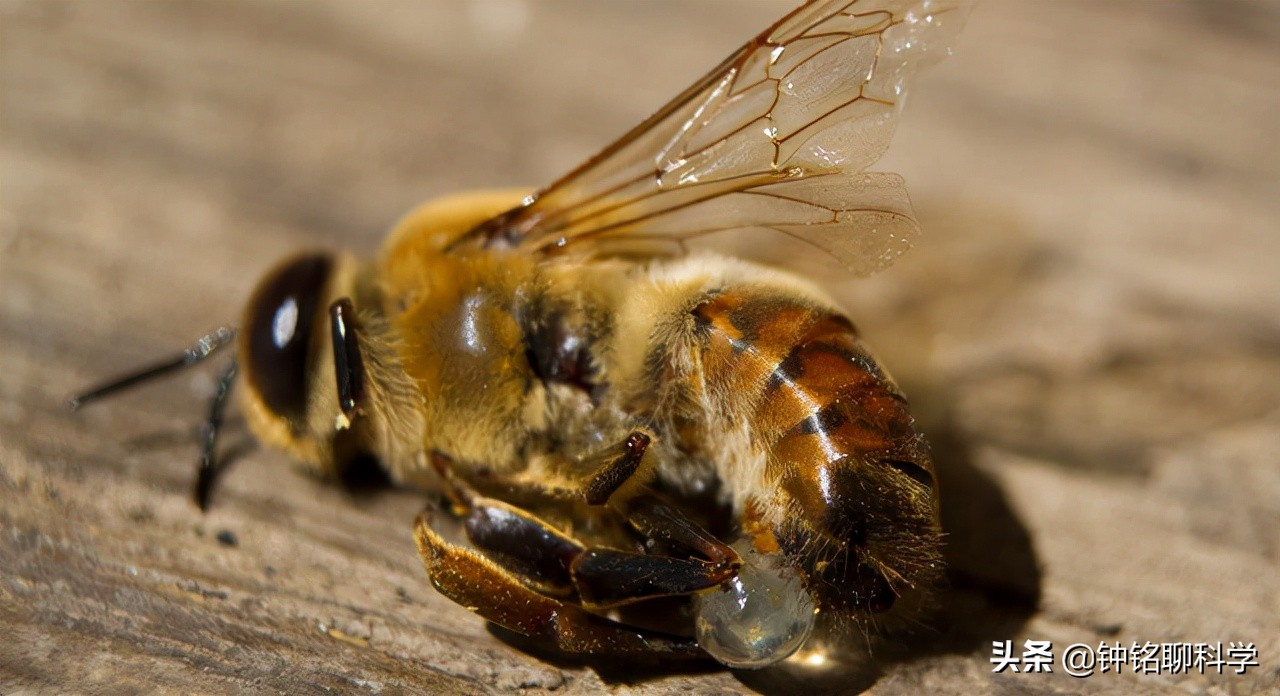 一妻多夫制的蜜蜂，为何边飞边交配，雄性交配完为何就会死亡？