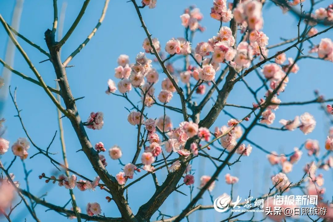 柳眼梅腮，已觉春心动，是时候相邀赏玩春天了！