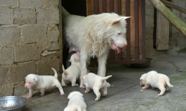 正宗下司犬多少钱一只图片