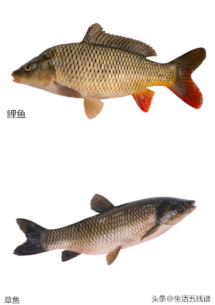 草鱼和鲤鱼的区别(鲤鱼和草鱼2种鱼的区分方法)