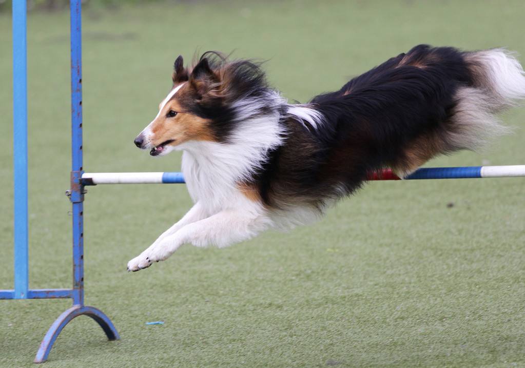 训犬师就是训练狗狗而已？并没那么简单，细数训犬师的那些事