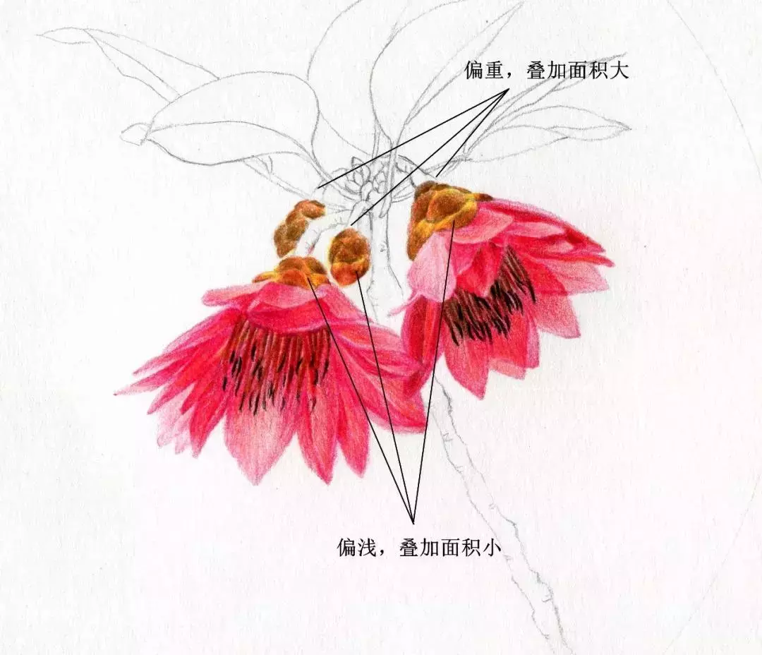 彩铅花卉—红花荷