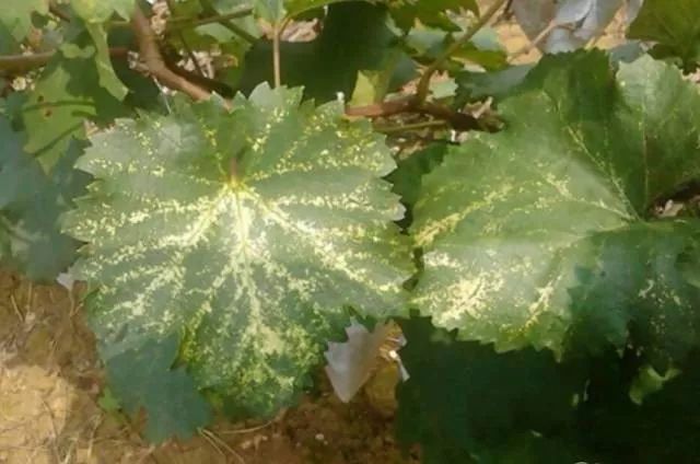 葡萄生长所需的营养物质