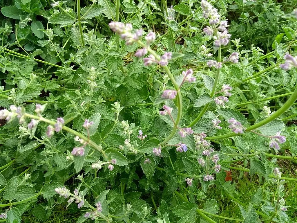 貓薄荷是什麼東西對貓有什麼用及可以吃嗎