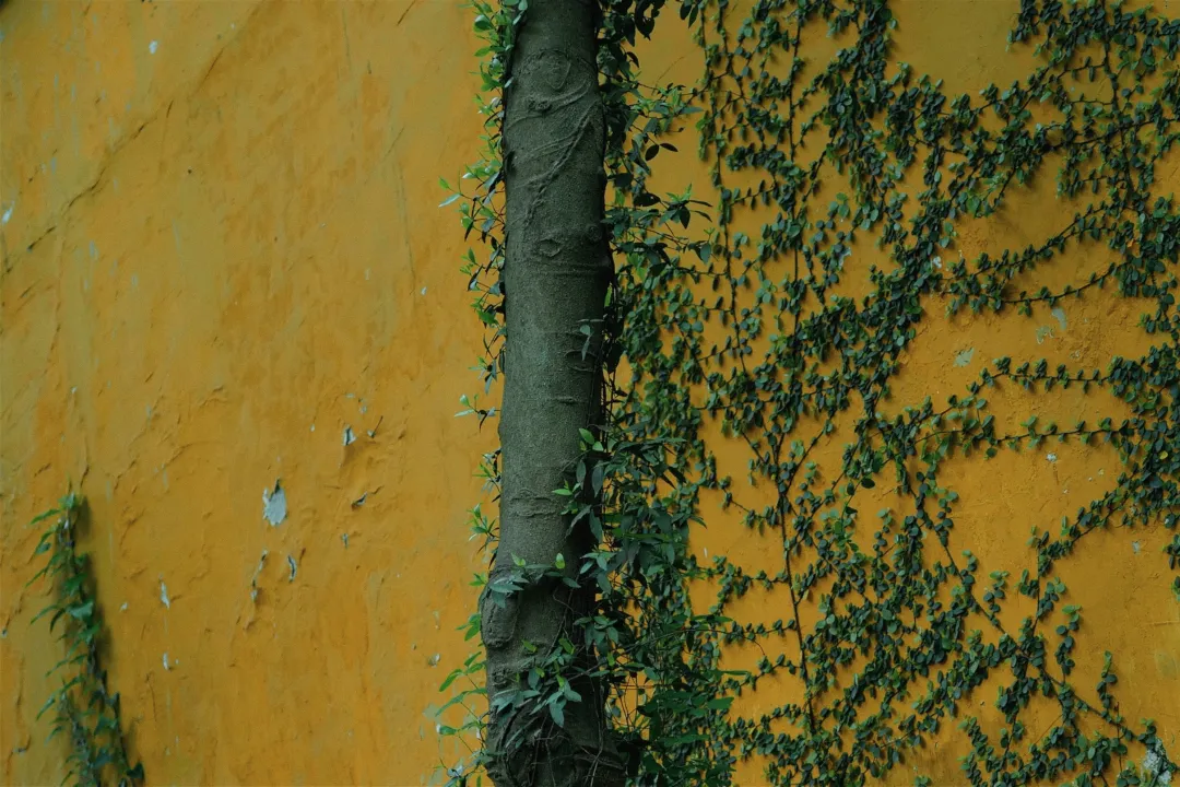 杭州终极拜佛攻略｜走这条路，一天解锁灵隐法喜7大宝藏寺庙