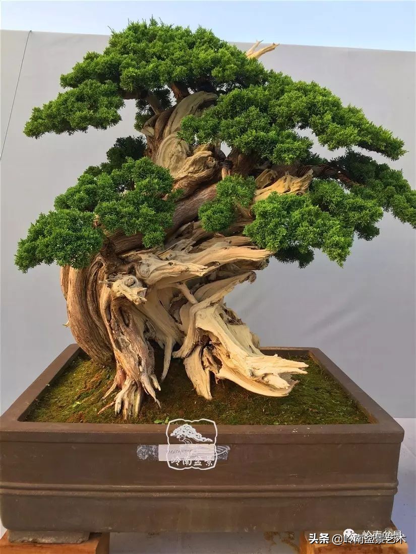 柏树盆景(柏树盆景放家里吉利吗)